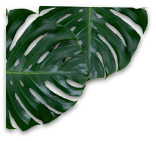 Dekoratives Blatt